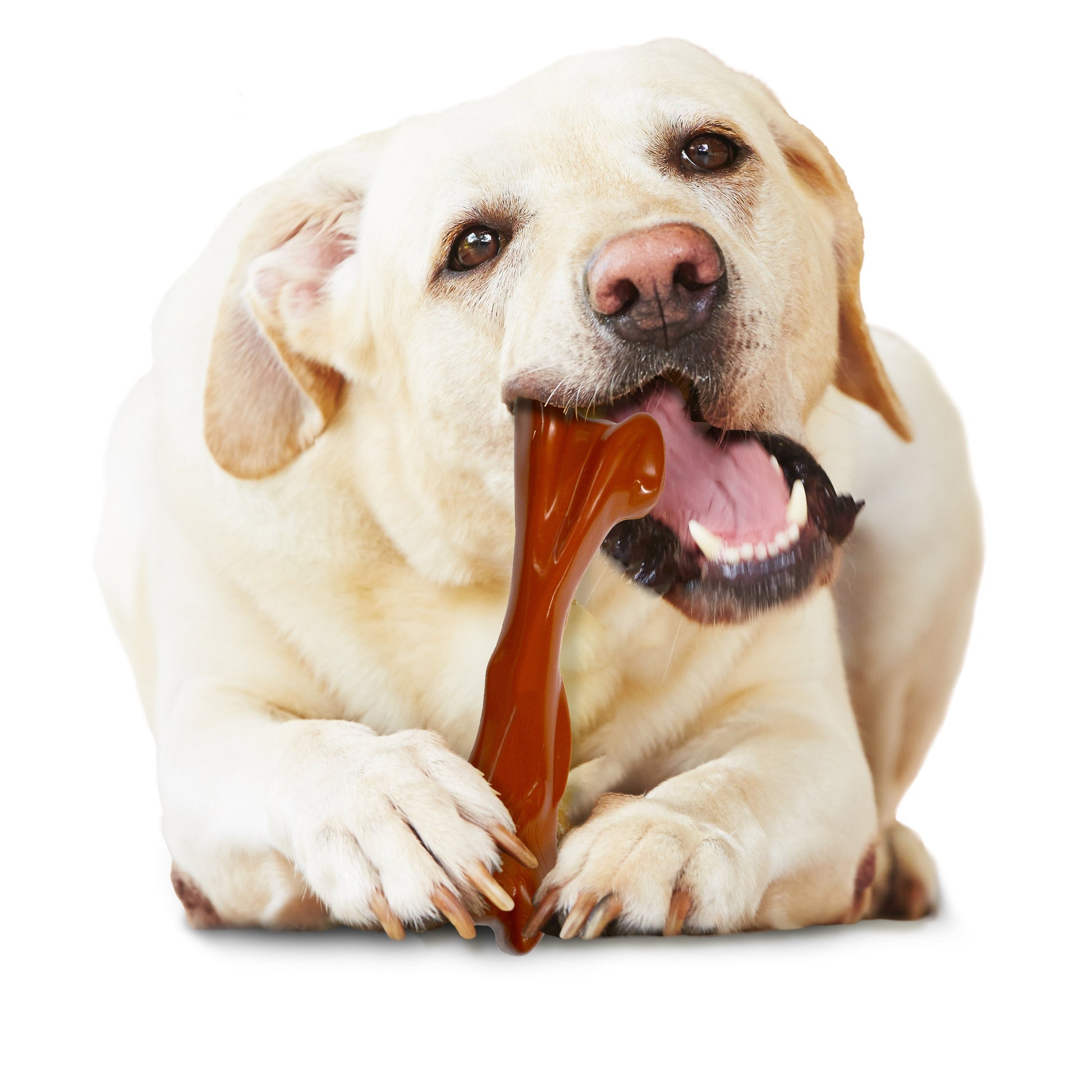 Nylabone Power Chew Bison Bone Alternative Nylon Chew Dog Toy Bison, view 3