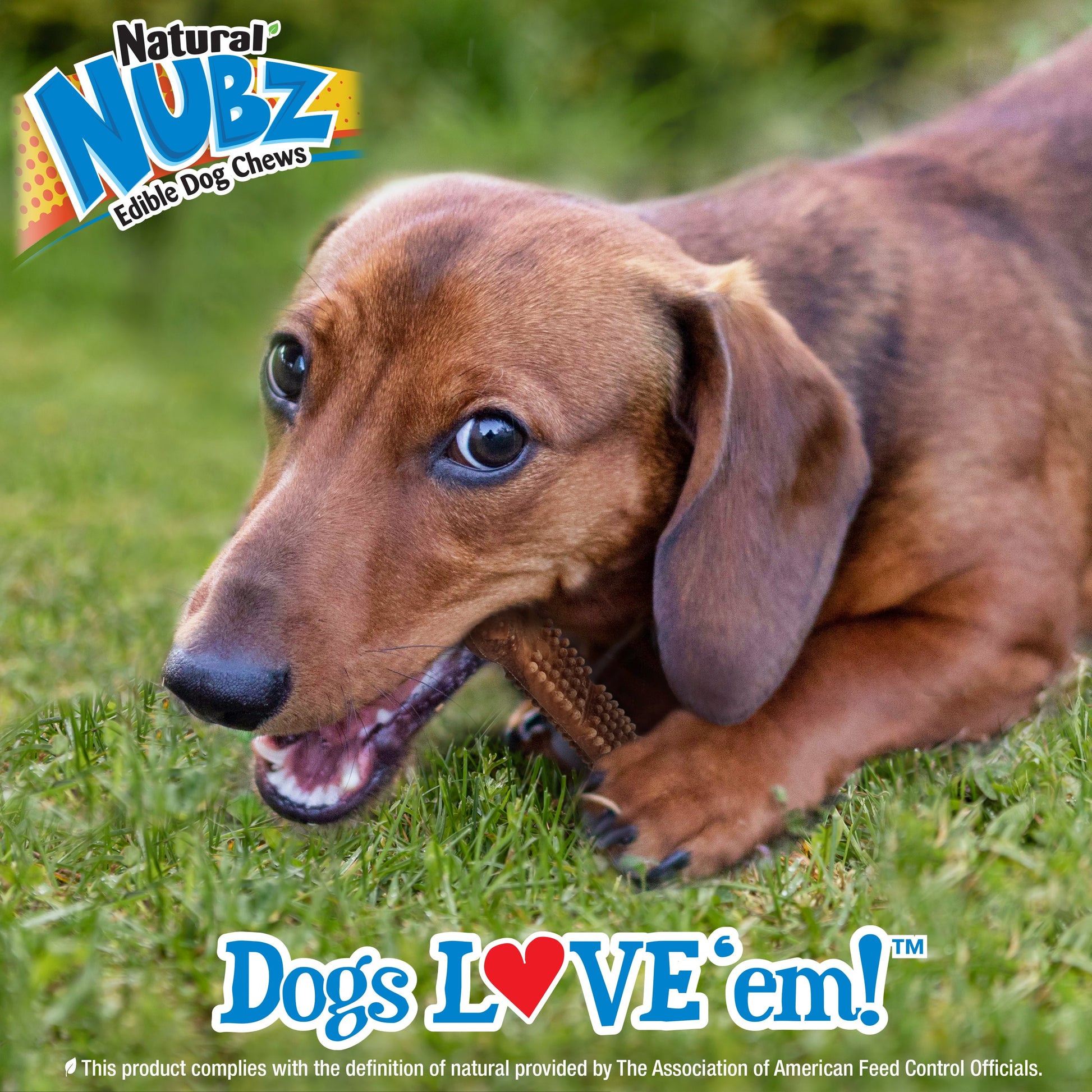 Nylabone Nubz Meaty Center Natural Long Lasting Edible Dog Chews Beef, view 6