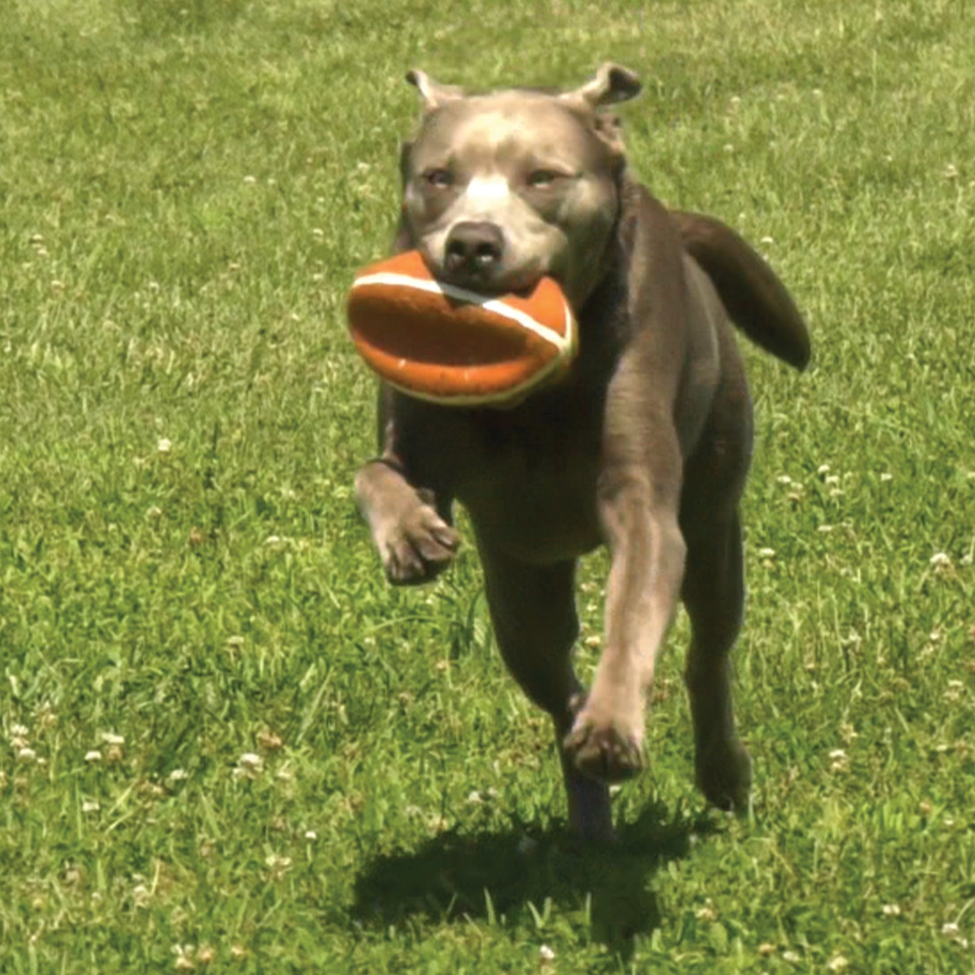 Nylabone Power Play Dog Football Gripz Medium/Wolf up to 35 lb. 5.5 in, view 8