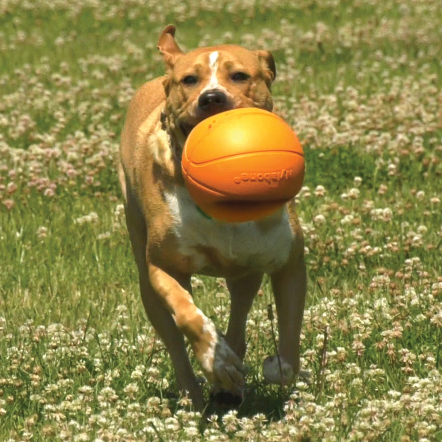 Nylabone Power Play Dog Basketball BBall Gripz Medium/Wolf up to, view 8