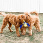 Nylabone Power Play Fling-a-Bounce Interact. Dog Toy Medium/Wolf, view 2