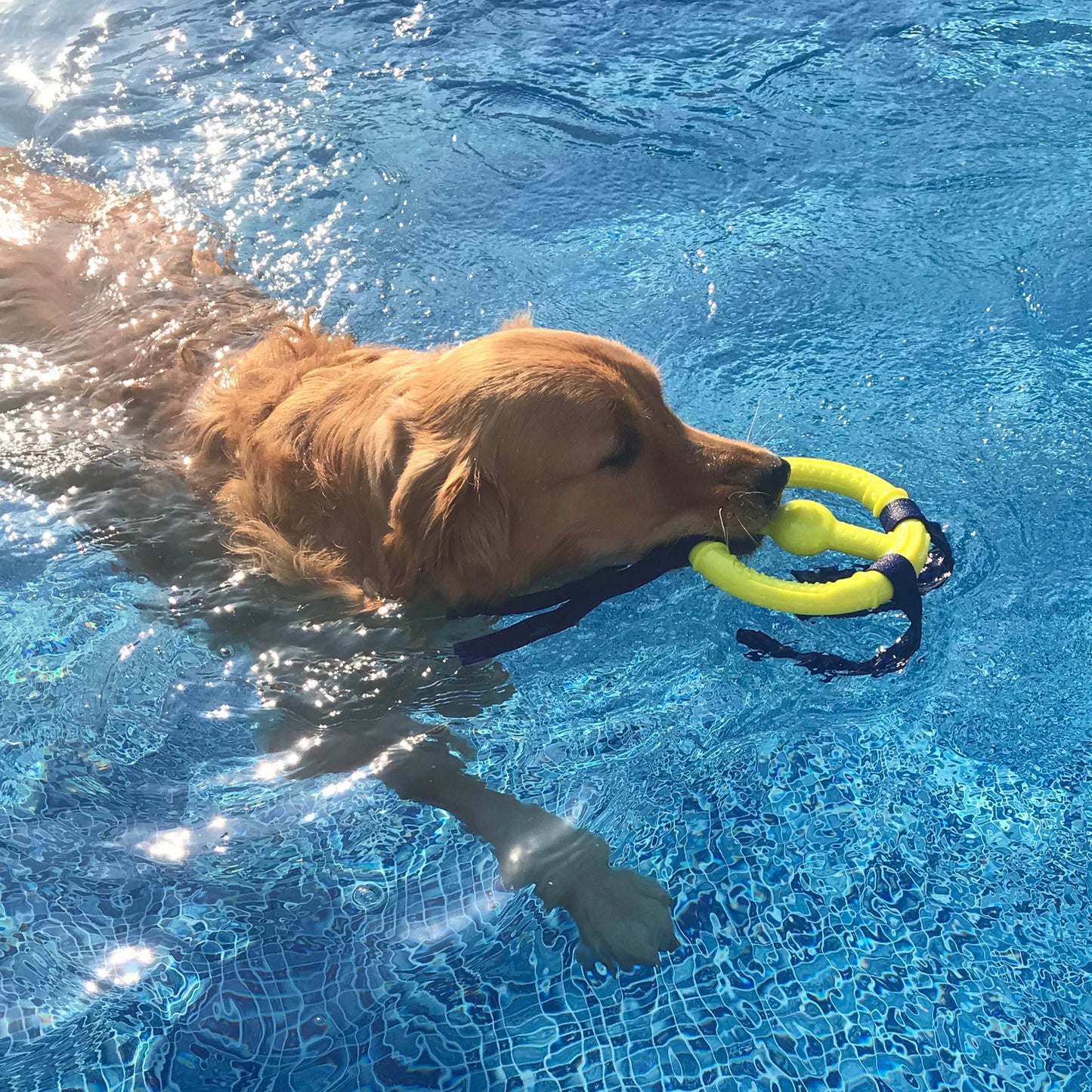 Nylabone Power Play Ring Thing Floatable Dog Toy Medium/Wolf up to 35, view 5