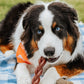 Nylabone Power Chew Braided Bully Stick Alternative Chew Dog Toy Beef, view 3