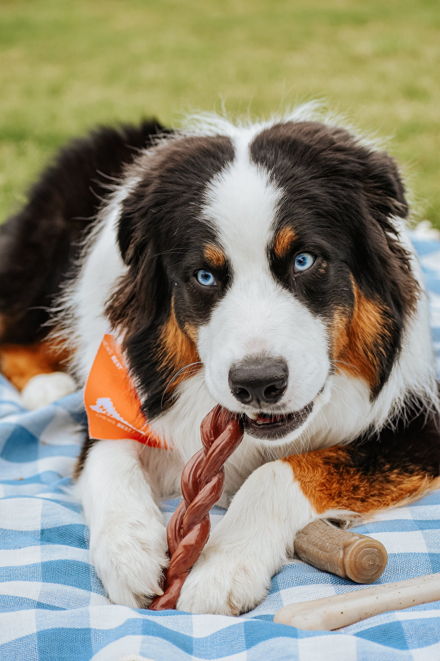 Nylabone Power Chew Braided Bully Stick Alternative Chew Dog Toy Beef, view 3