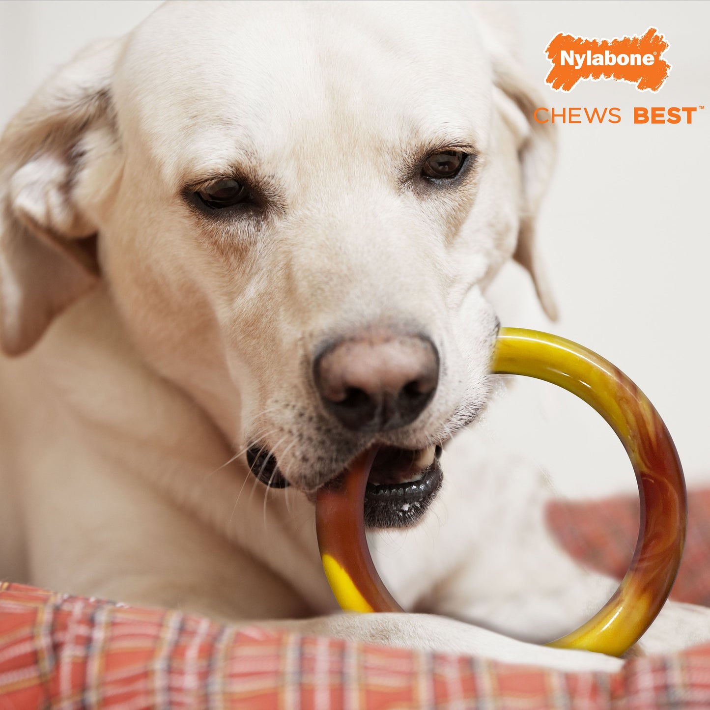 Nylabone Power Chew Flavor Frenzy Ring Dog Chew Toy Bacon Cheeseburger, view 6