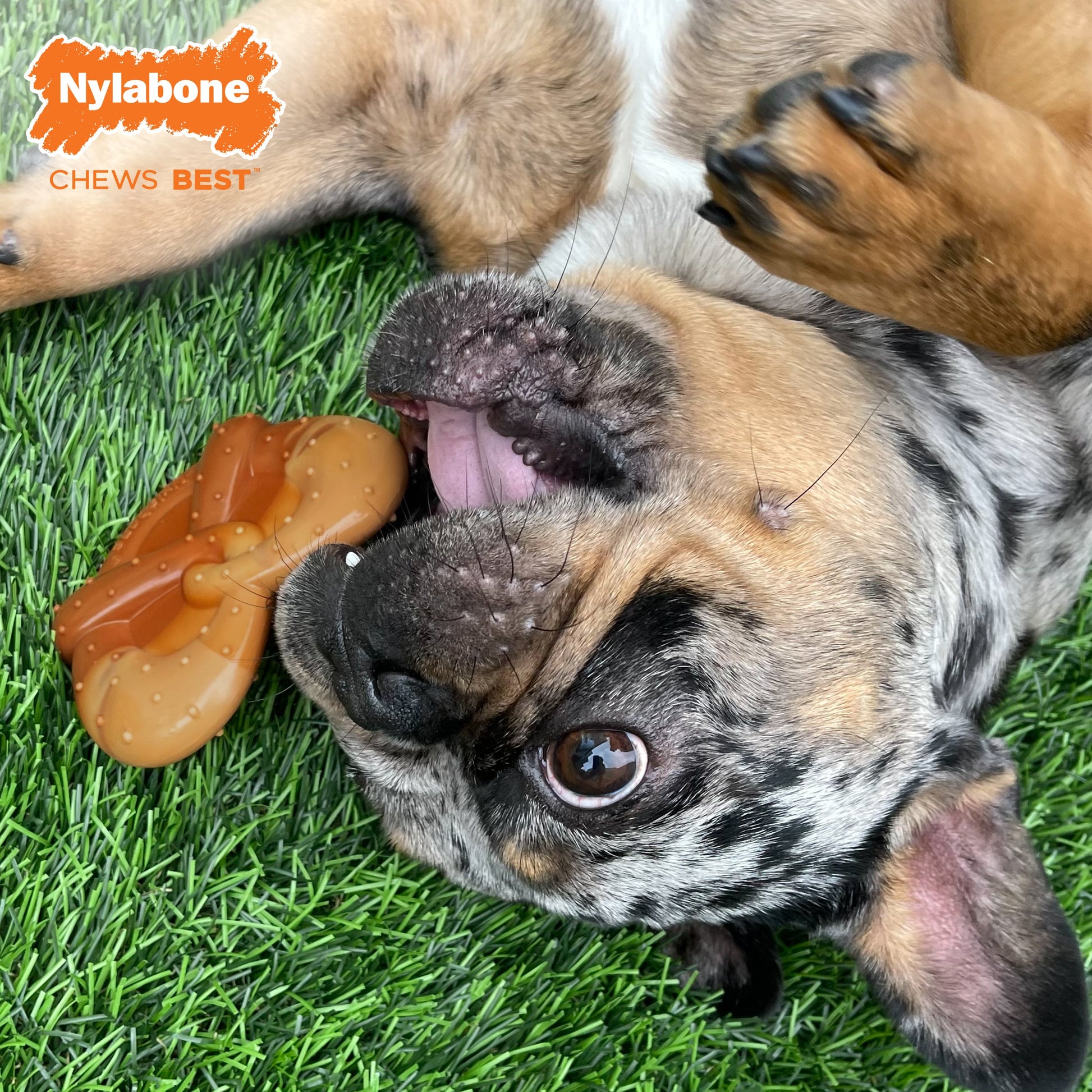 Nylabone Power Chew Pretzel Dog Toy Bacon Peanut Butter, view 2