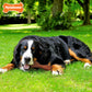 Nylabone Power Chew Knuckle Bone BIG Dog Chew Toy Bacon, view 7