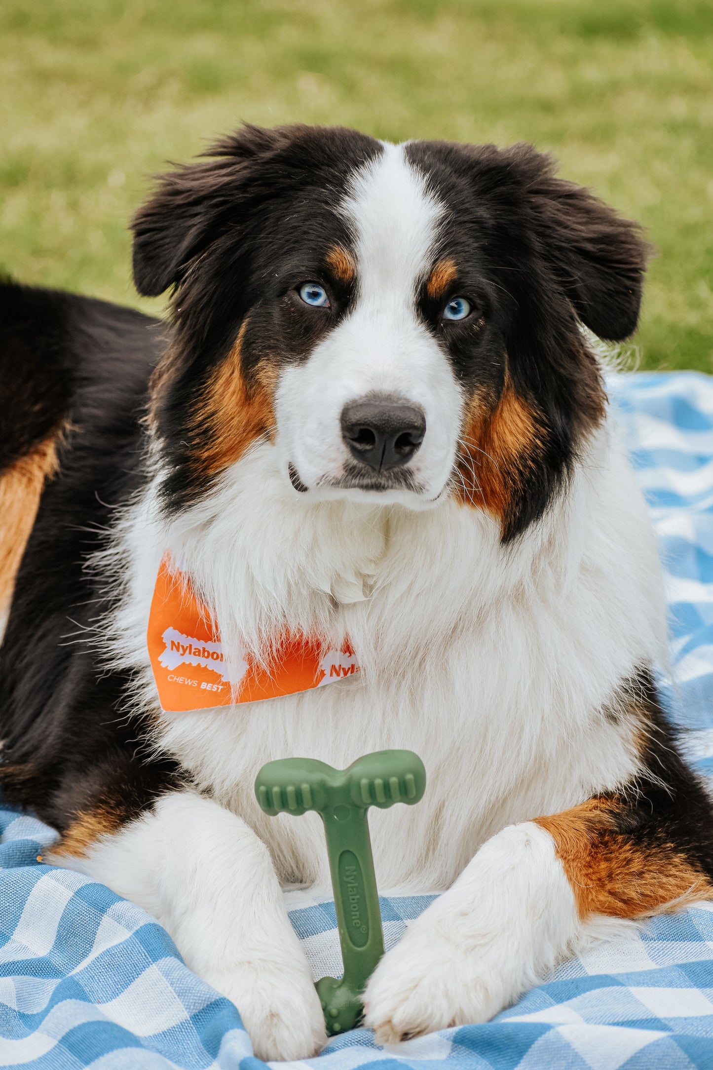 Nylabone Power Chew EasyHold Dog Dental Chew Dog Toy Large/Giant up to, view 3