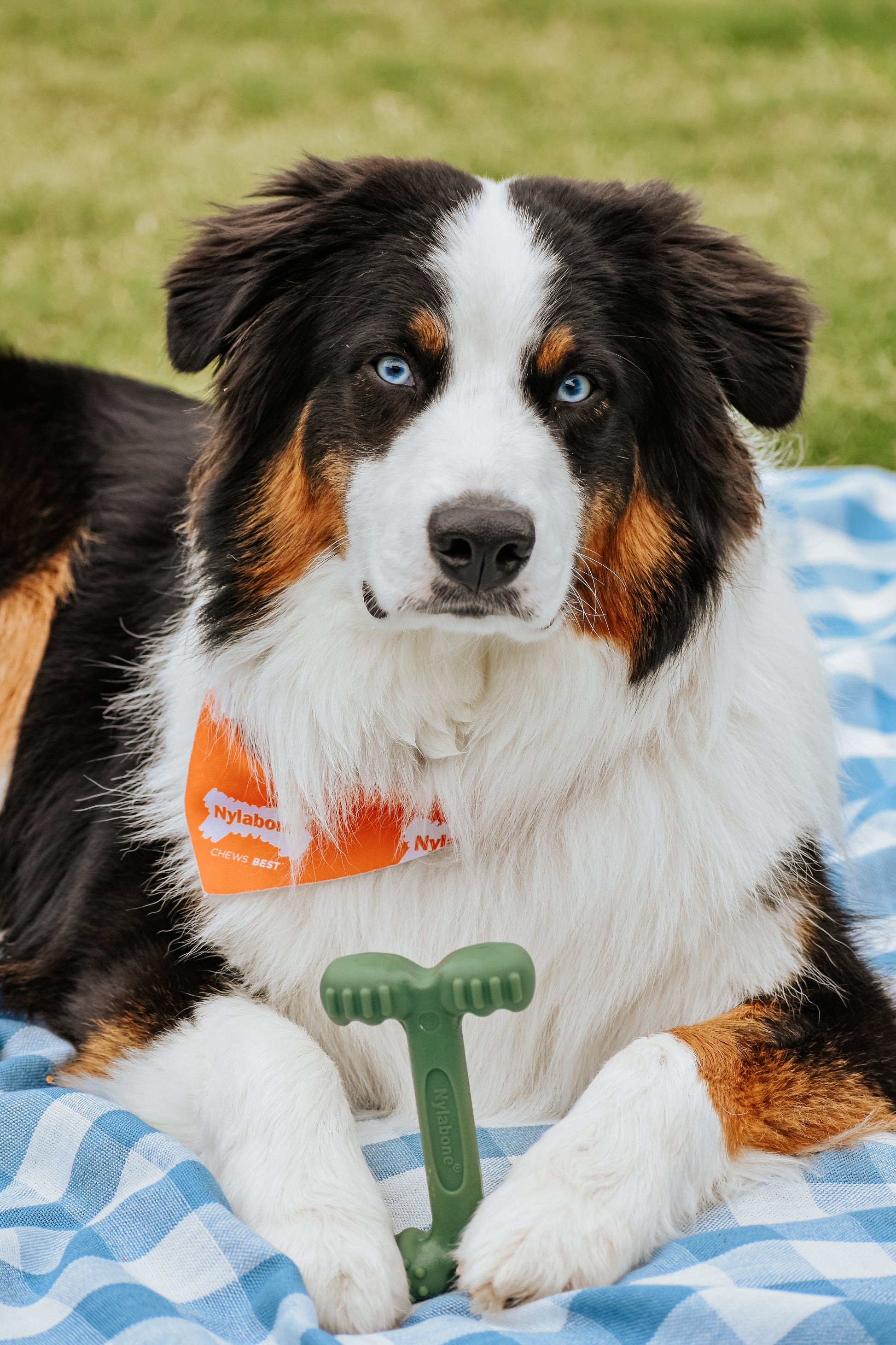 Nylabone Power Chew EasyHold Dog Dental Chew Dog Toy Large/Giant up to, view 3