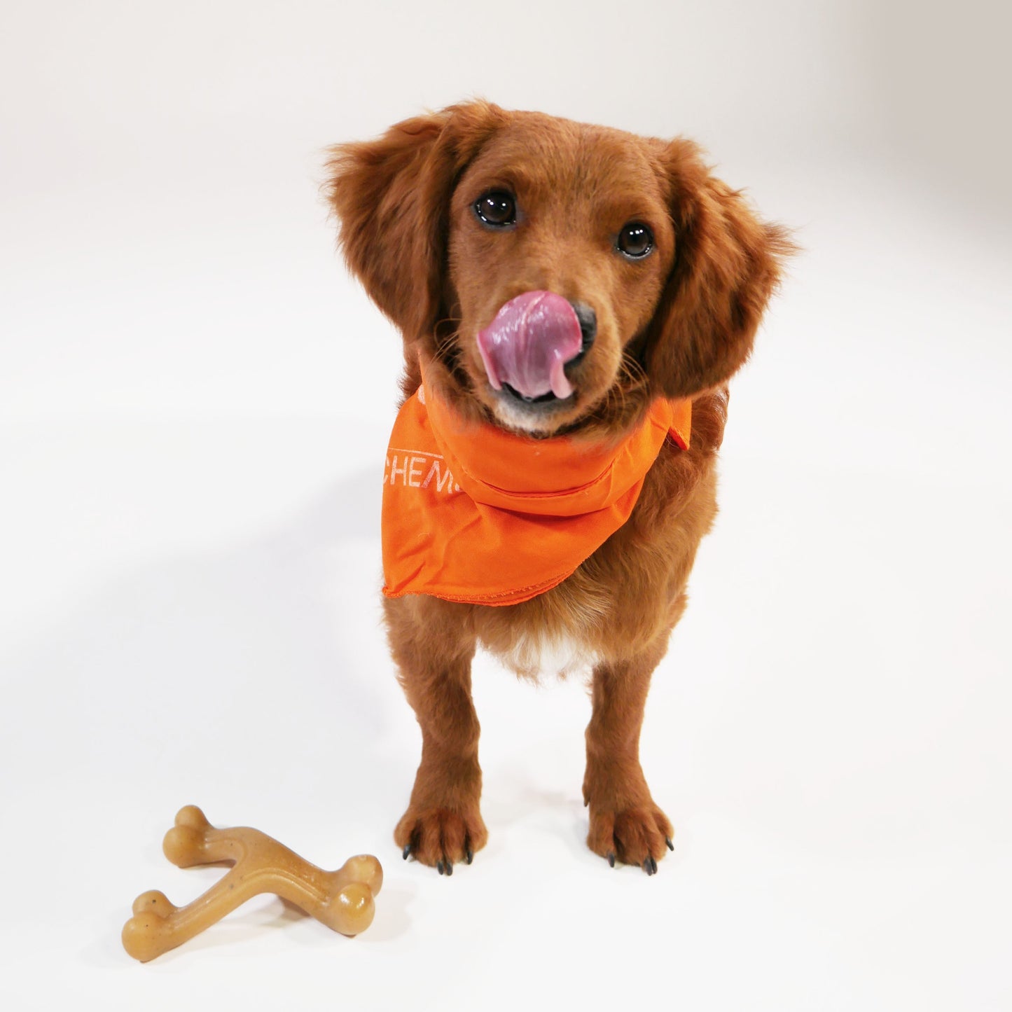 Nylabone Gourmet Style Strong Chew Wishbone Dog Chew Toy Chicken, view 8
