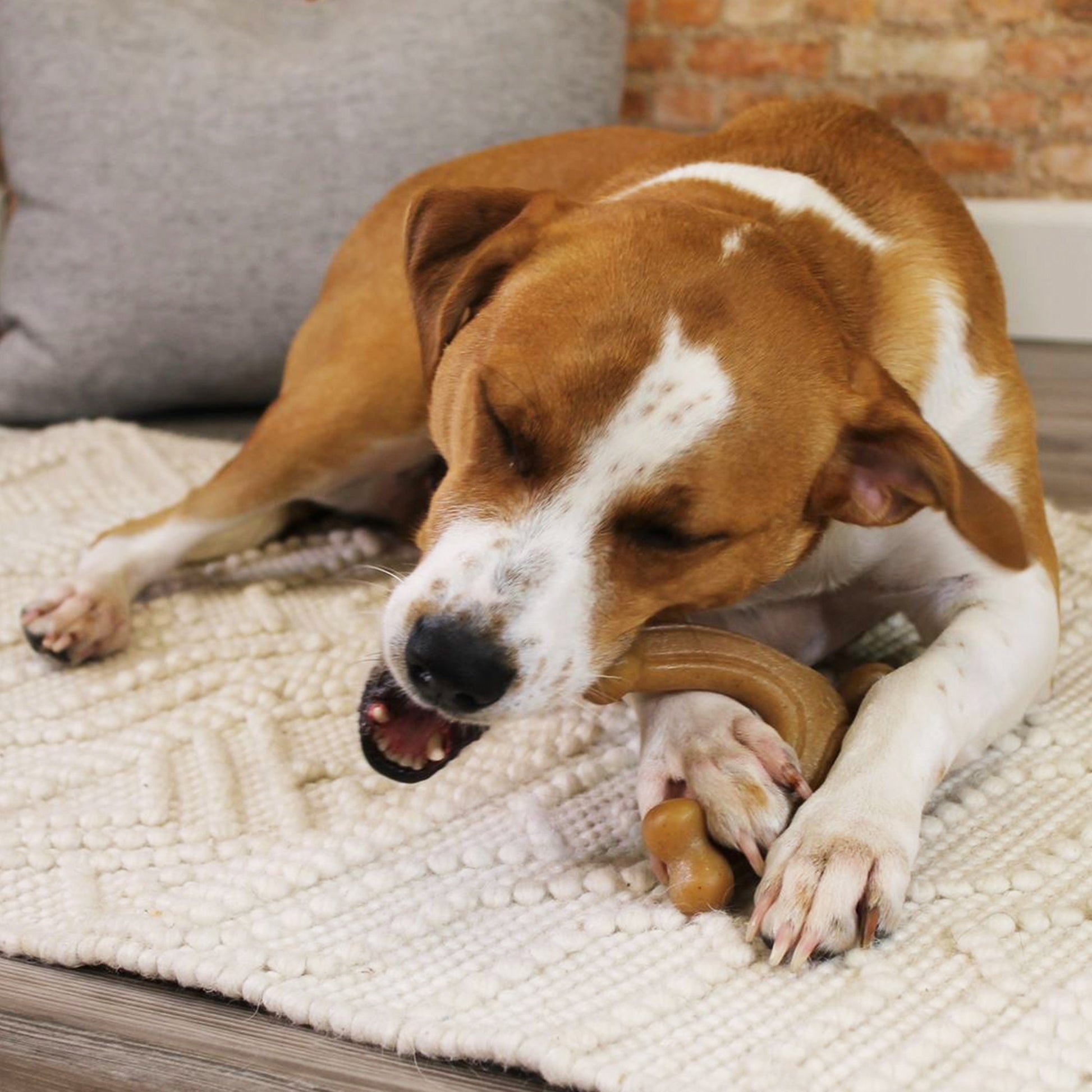 Nylabone Gourmet Style Strong Chew Wishbone Dog Chew Toy Bacon, view 4