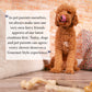 Nylabone Gourmet Style Strong Chew Wishbone Dog Chew Toy Bacon, view 9