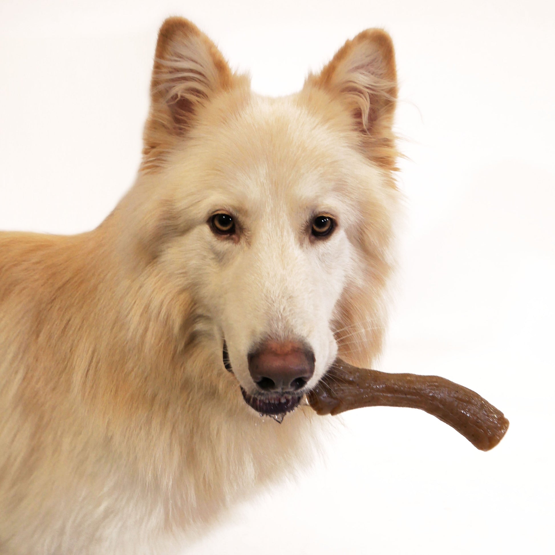 Nylabone Gourmet Style Strong Chew Dog Toy Stick, Peanut Butter, view 2