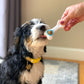 Nylabone Puppy Power Chew Souper Bone PopIn Puppy Treat Dog Toy Combo, view 3