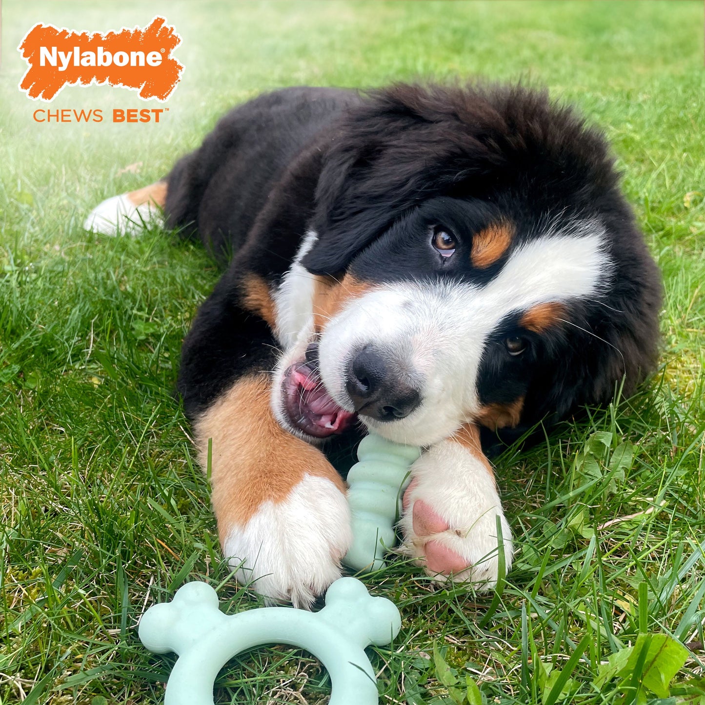 Nylabone Sensory Material Puppy Teething Ring Chicken, view 5