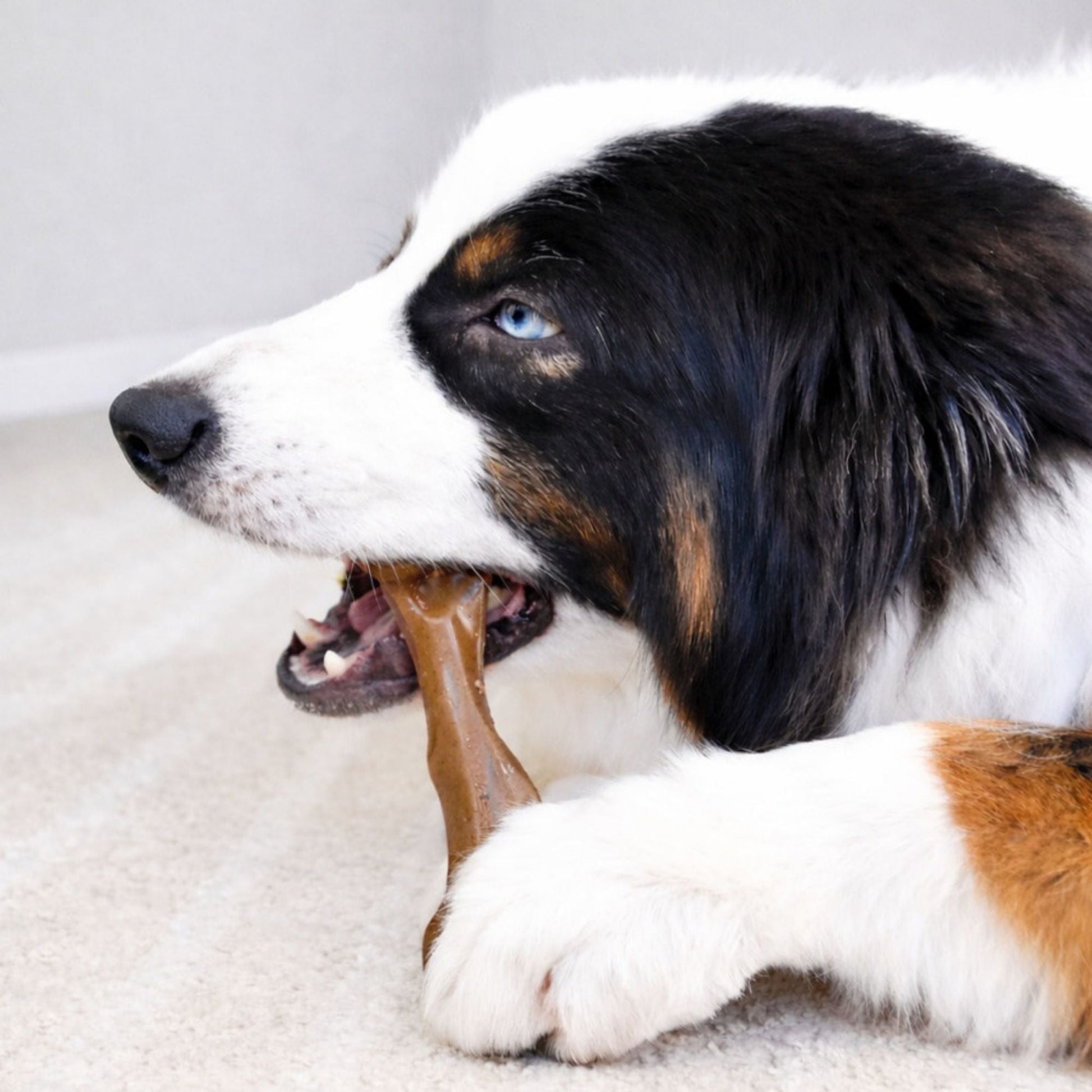 Nylabone Strong Chew Femur Bone Dog Chew Toy Made with Real Bison &, view 2