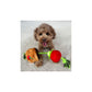 Territory Dog Treat Tug Tomato 15 in