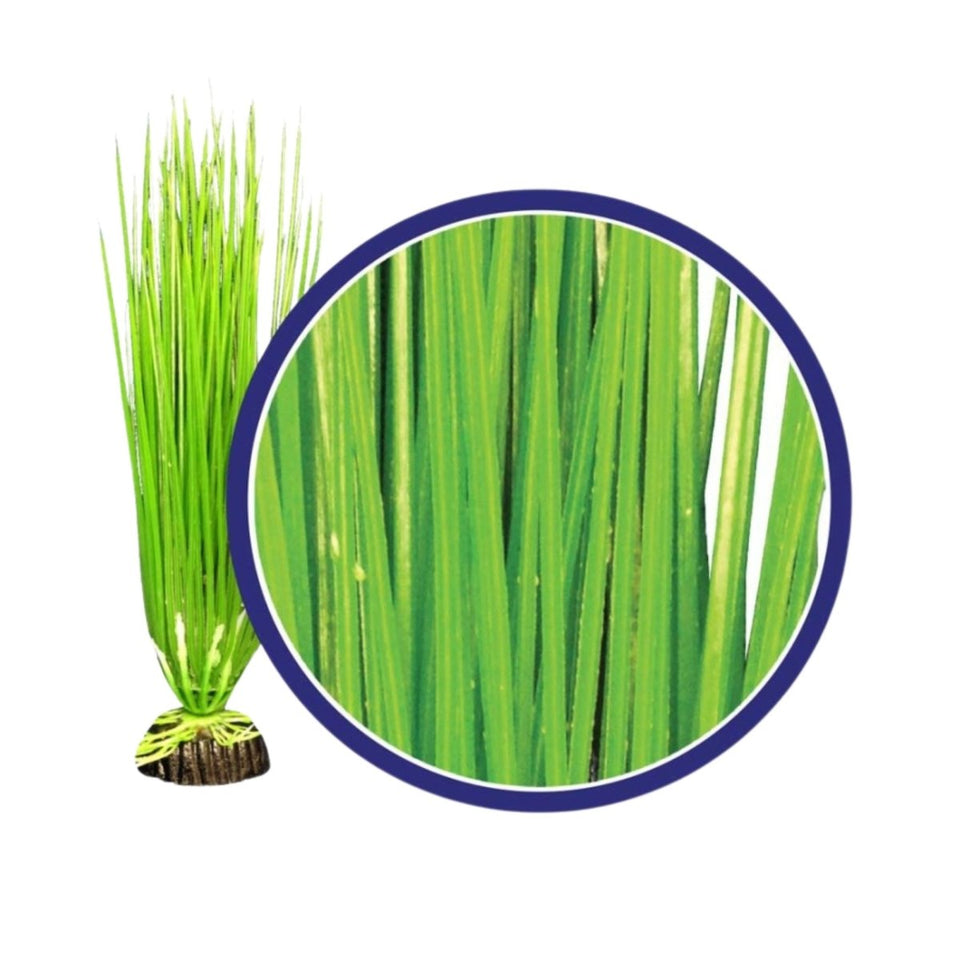 Weco Freshwater Series Asian Hairgrass Aquarium Plant, Green, 6 in