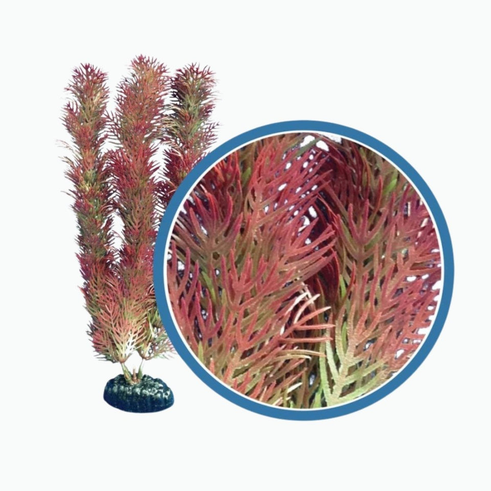 Weco Products Freshwater Pro Series Cabomba Aquarium Plant, Red, 6 in