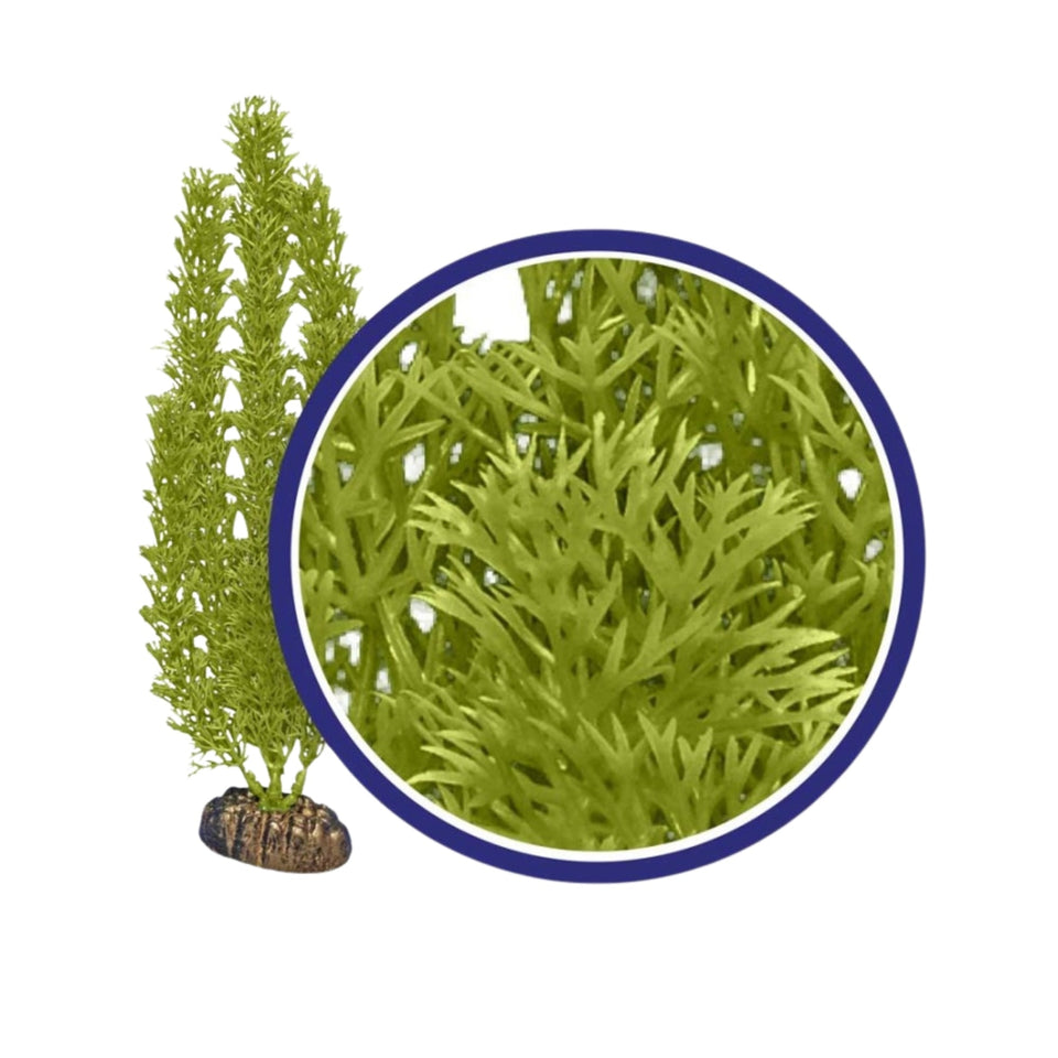 Weco Products Freshwater Series Foxtail Aquarium Plant, Green, 9 in