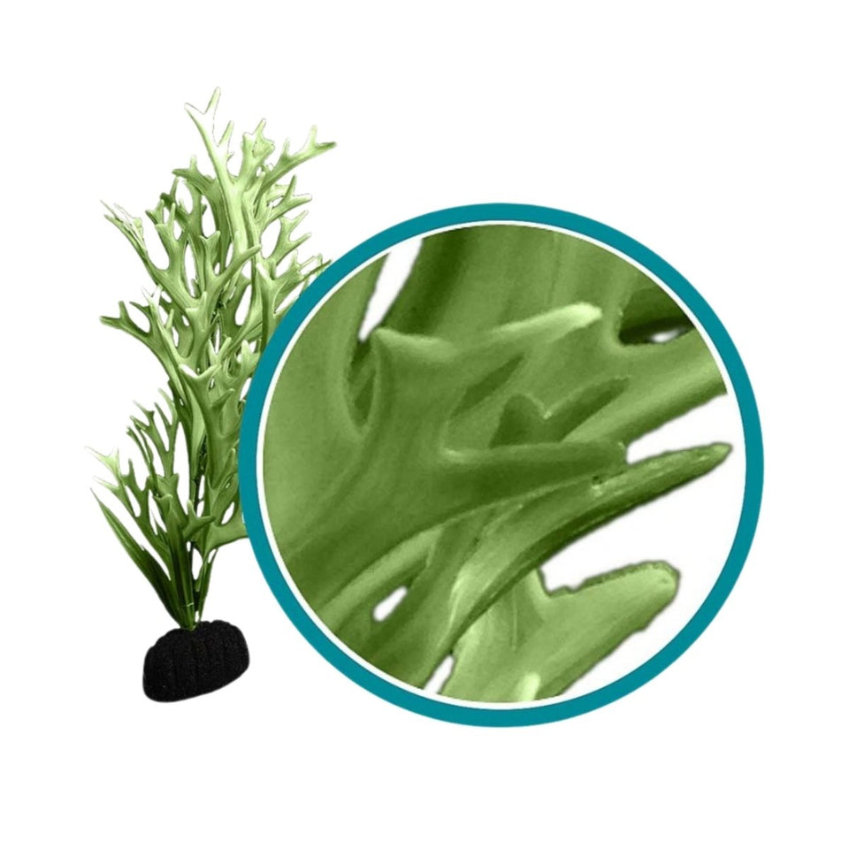 Weco Marine Pro Series Giant Kelp Aquarium Plant Green, 9 in, Giant