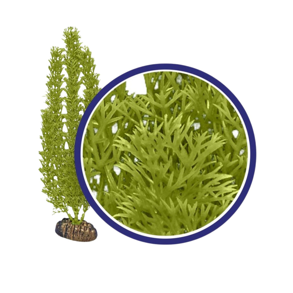 Weco Products Freshwater Series Foxtail Aquarium Plant Green, 1ea/12 in