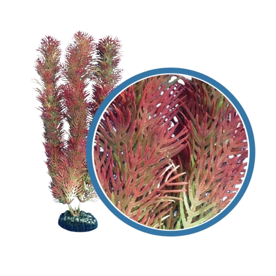 Weco Products Freshwater Pro Series Cabomba Aquarium Plant Red, 1ea/12 in
