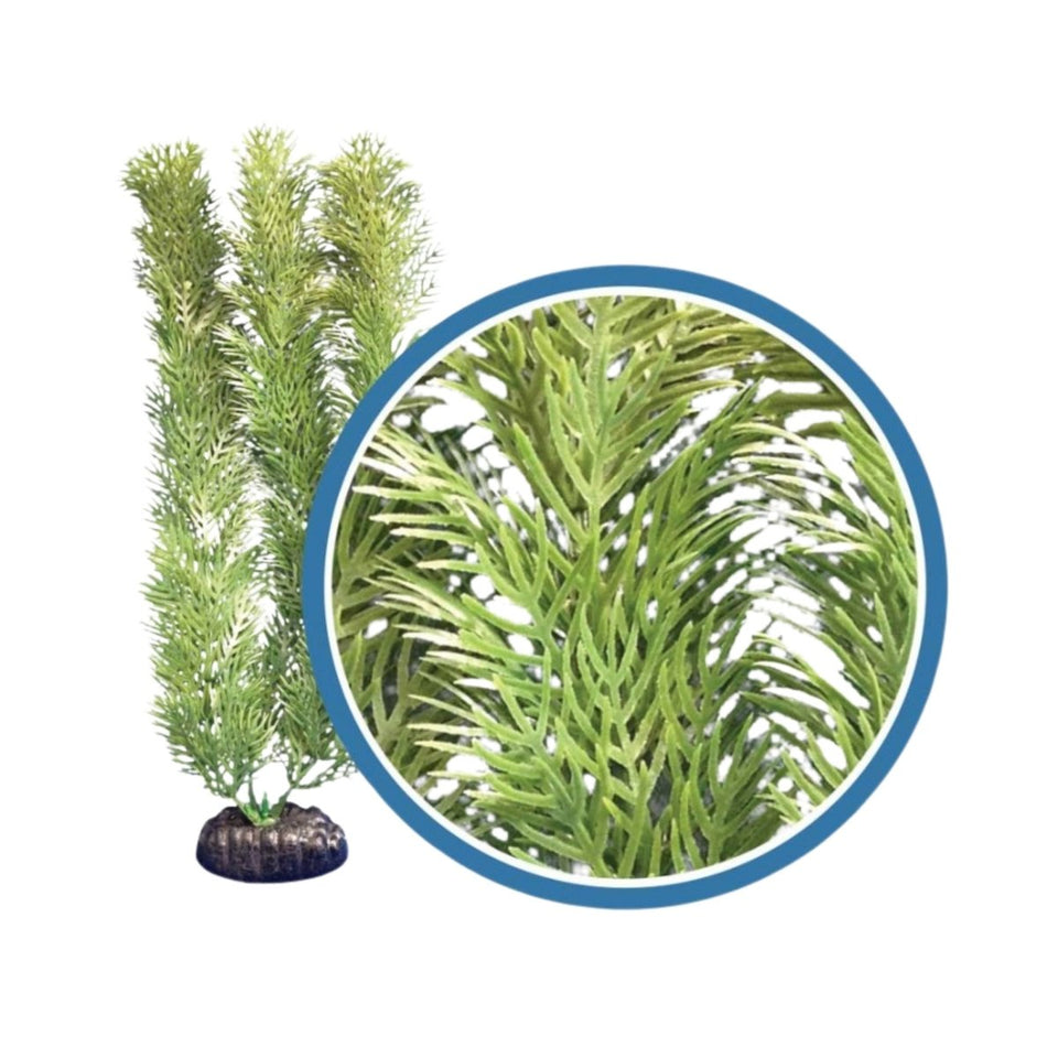 Weco Freshwater Pro Series Cabomba Aquarium Plant, Green, 18 in