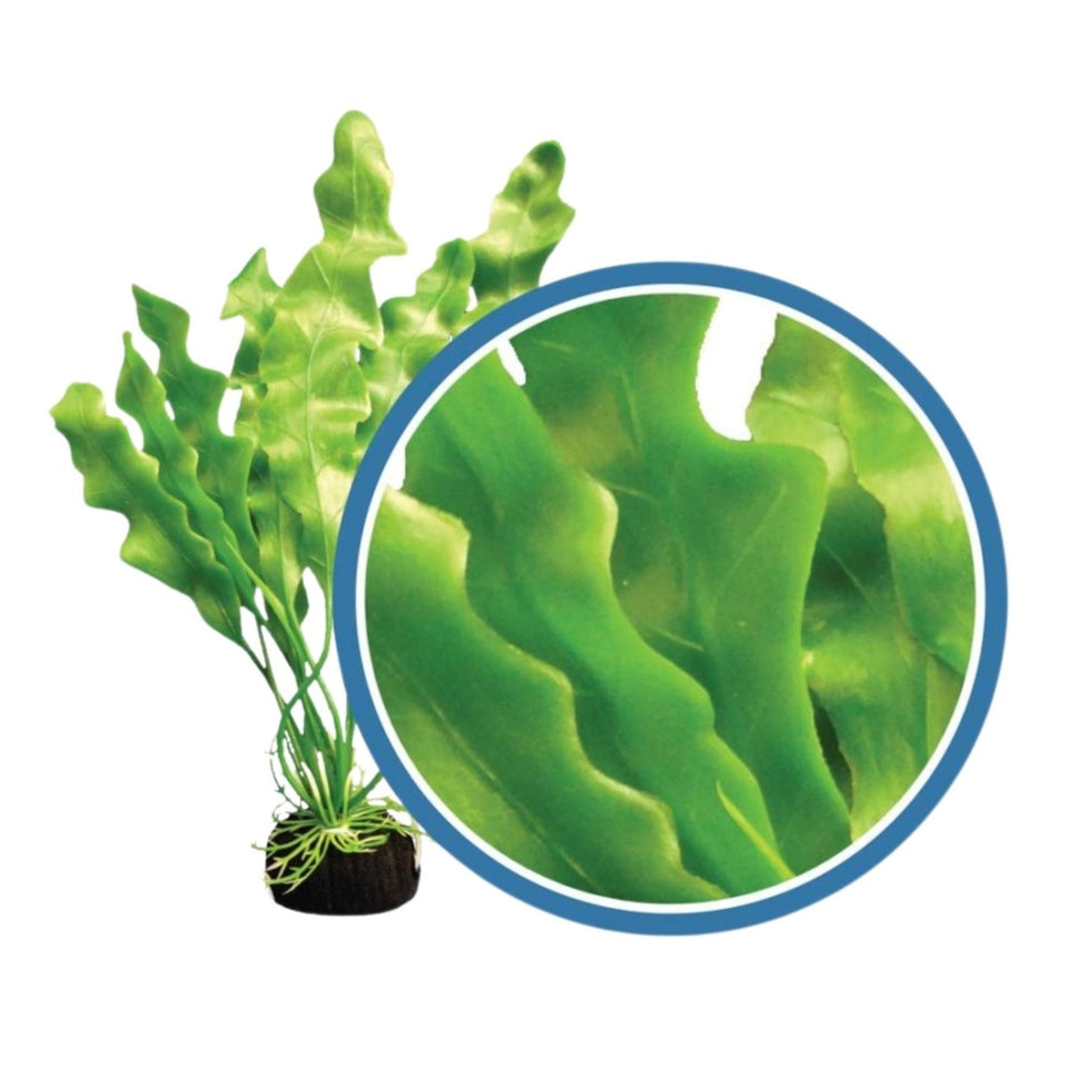 Weco Freshwater Pro Series Amazon Ruffled Sword Aquarium Plant, Green
