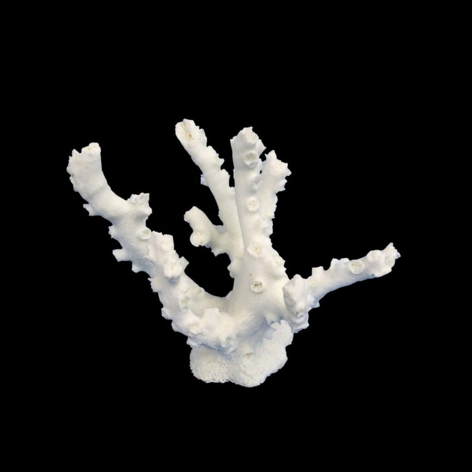 Weco Products South Pacific Coral Octopus Ornament White, Small
