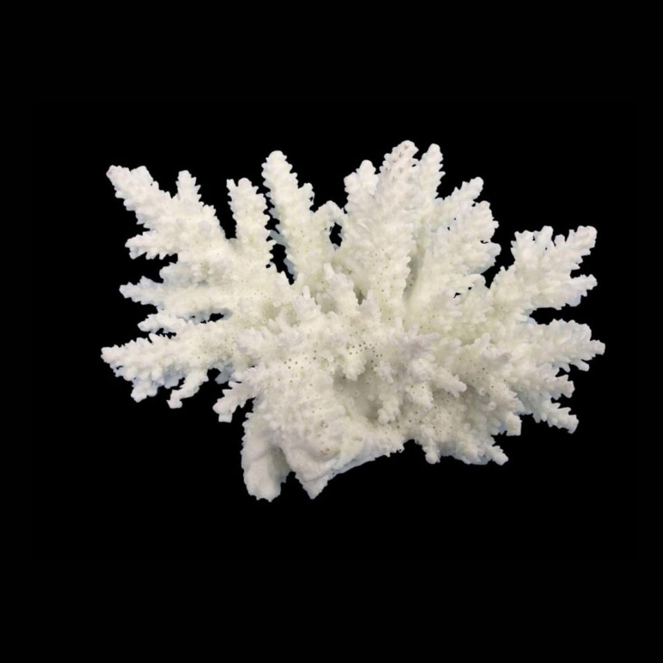 Weco South Pacific Coral Spiny Acorapora Ornament White, Small