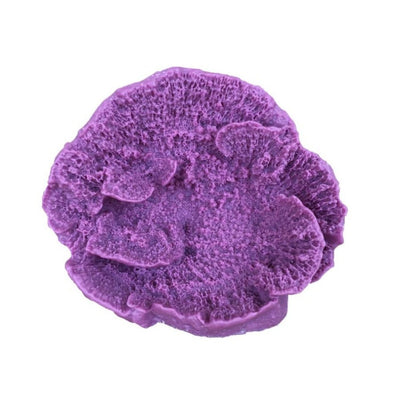 Weco Products South Pacific Coral Capricornis Ornament Lavender, Small