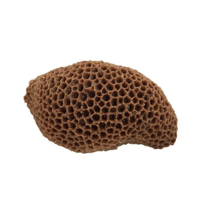 Weco Products South Pacific Coral Brain Ornament Brown, Medium