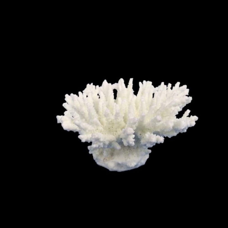 Weco Products South Pacific Coral Tabletop Ornament White, X-Small