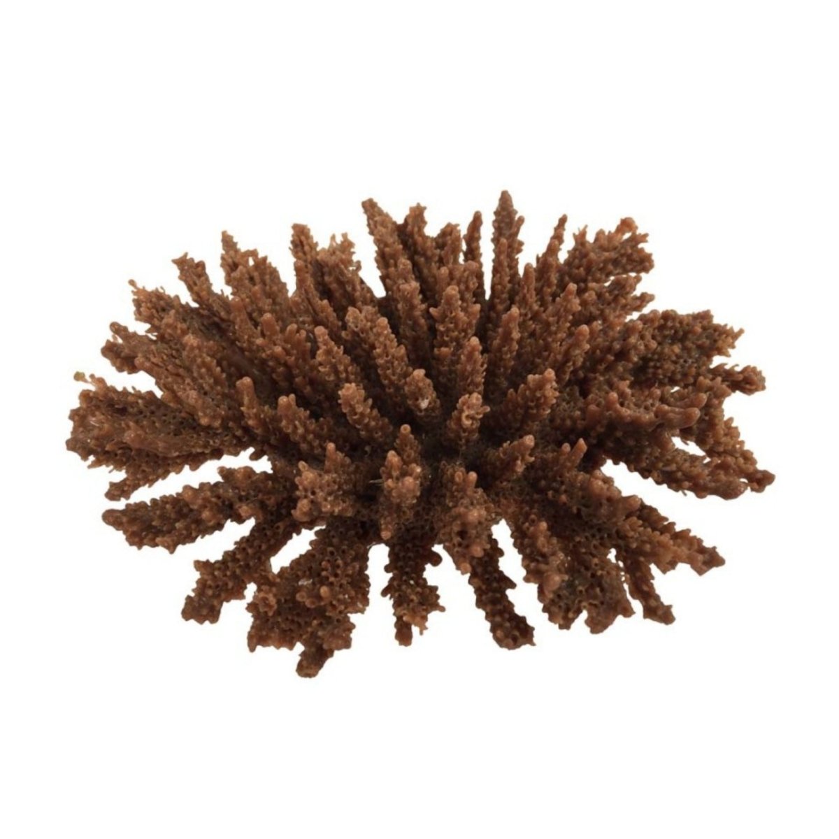 Weco Products South Pacific Coral Tabletop Ornament Brown, 1ea/SM - Pets Perfect
