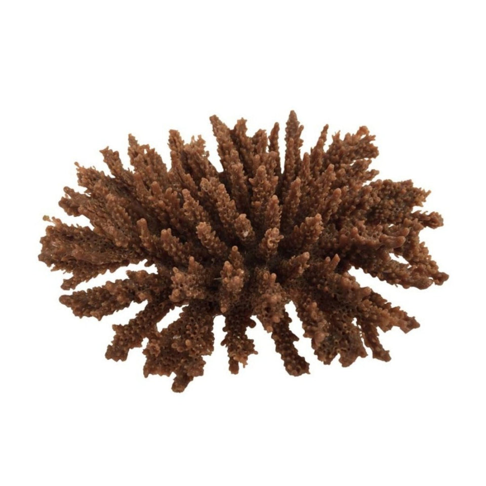 Weco Products South Pacific Coral Tabletop Ornament Brown, Small