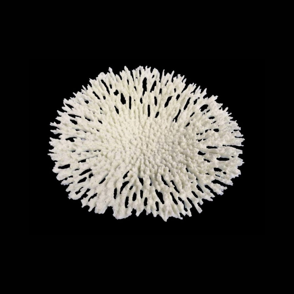 Weco Products South Pacific Coral Round Tabletop Ornament White, Large