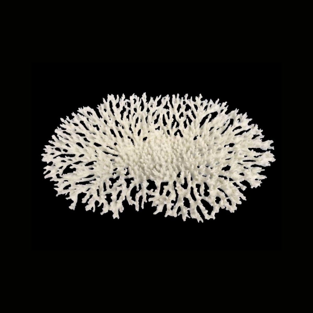 Weco Products South Pacific Coral Oval Tabletop Ornament White, 1ea/LG - Pets Perfect