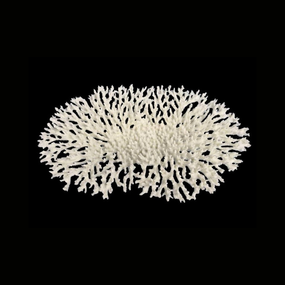 Weco Products South Pacific Coral Oval Tabletop Ornament White, Large