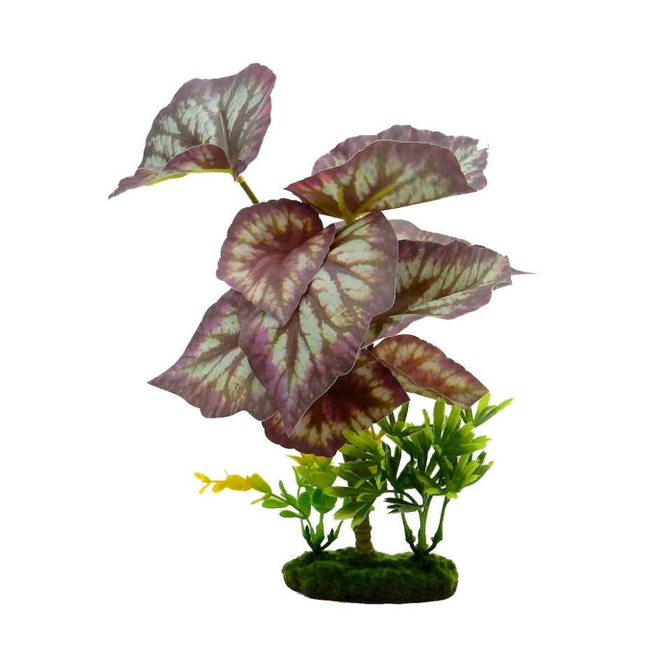 Blue Ribbon Tropical Gardens Caladium Bicolor Aquarium Plant, 11 in