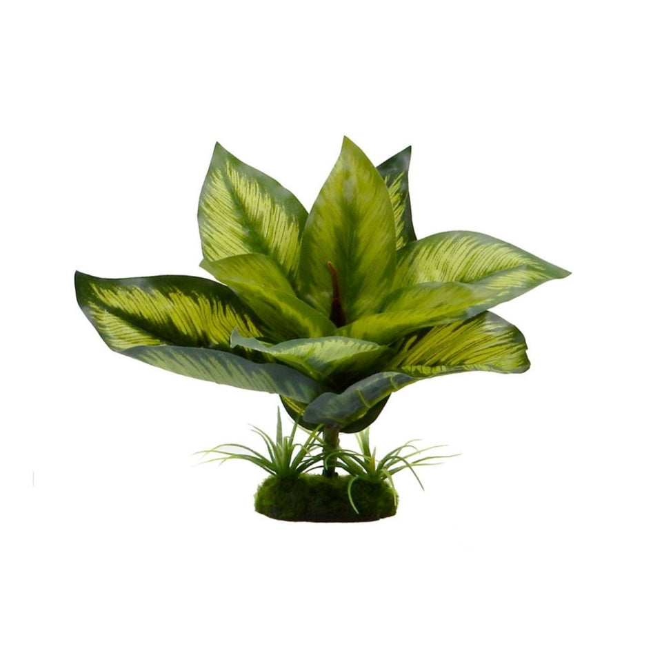 Blue Ribbon Tropical Gardens Variegated Diffenbachia, 6 in