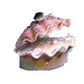 Penn - Plax Tropical Clam Air Aquarium Ornament White, Pink 1ea - Pets Perfect