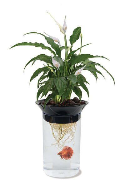 Penn-Plax Nature's Aqua Ponics Planter Betta Bowl Kit, Clear, Black