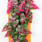 Penn-Plax Reptile Vine Green; Red 24 in