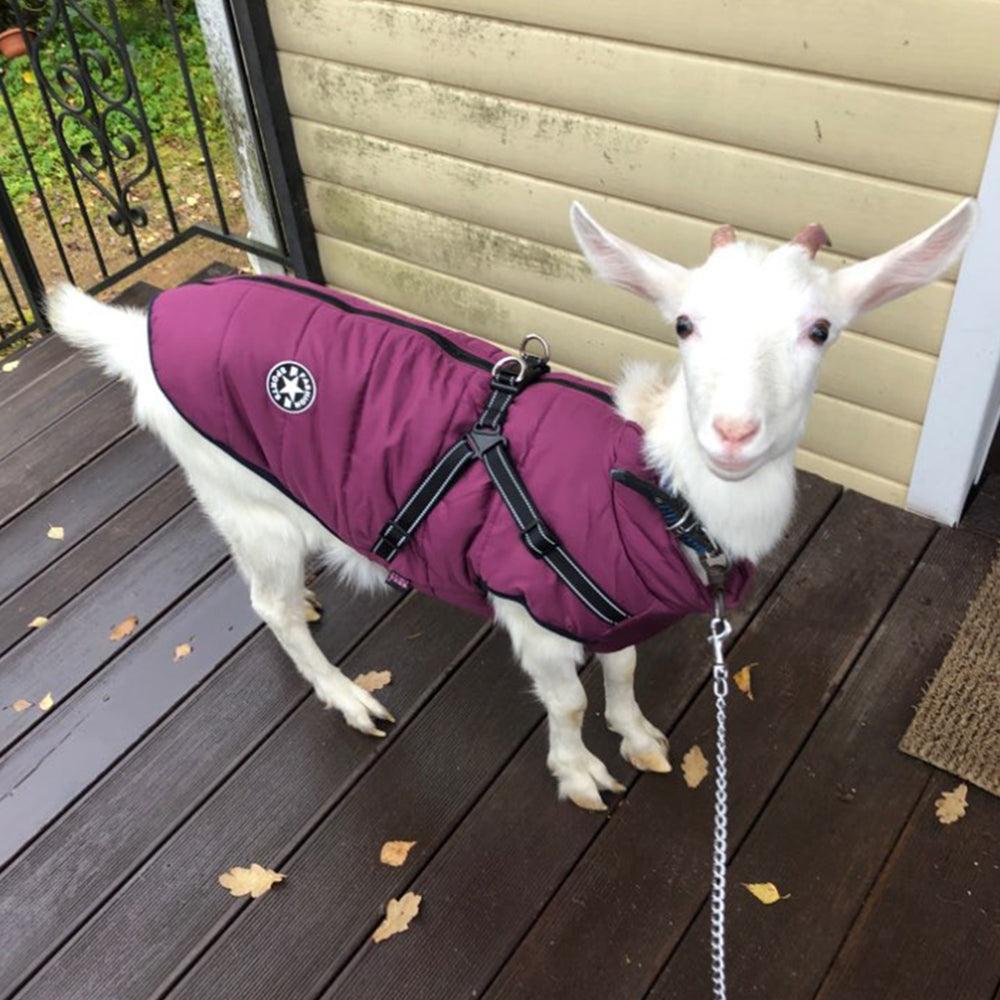 Winter Adventure Dog Coat: Waterproof, Harness - Compatible, And Stylish Pet Clothing - Pets Perfect