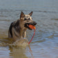 KONG Aqua Dog Toy 1ea/LG - Pets Perfect