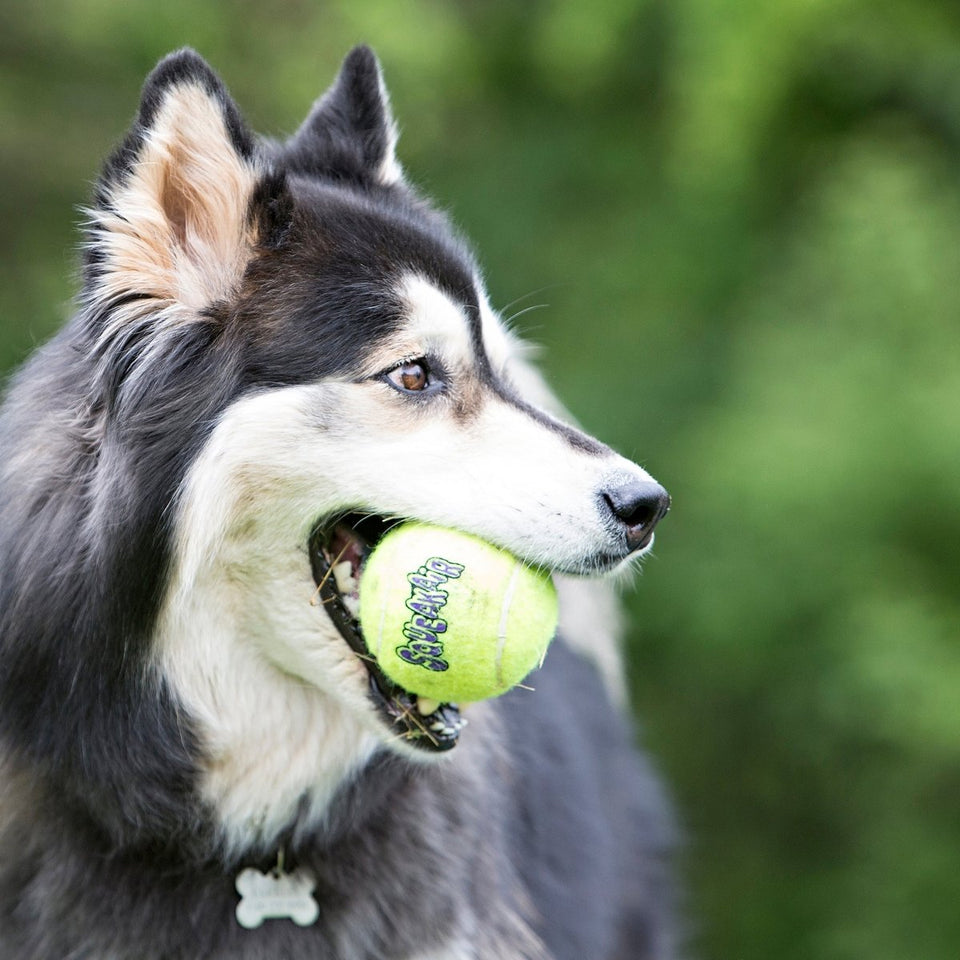 KONG AirDog Squeaker Tennis Ball with Rope Dog Toy - Medium, view 3
