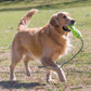 KONG Air Dog Squeaker Stick Dog Toy 1ea/LG - Pets Perfect