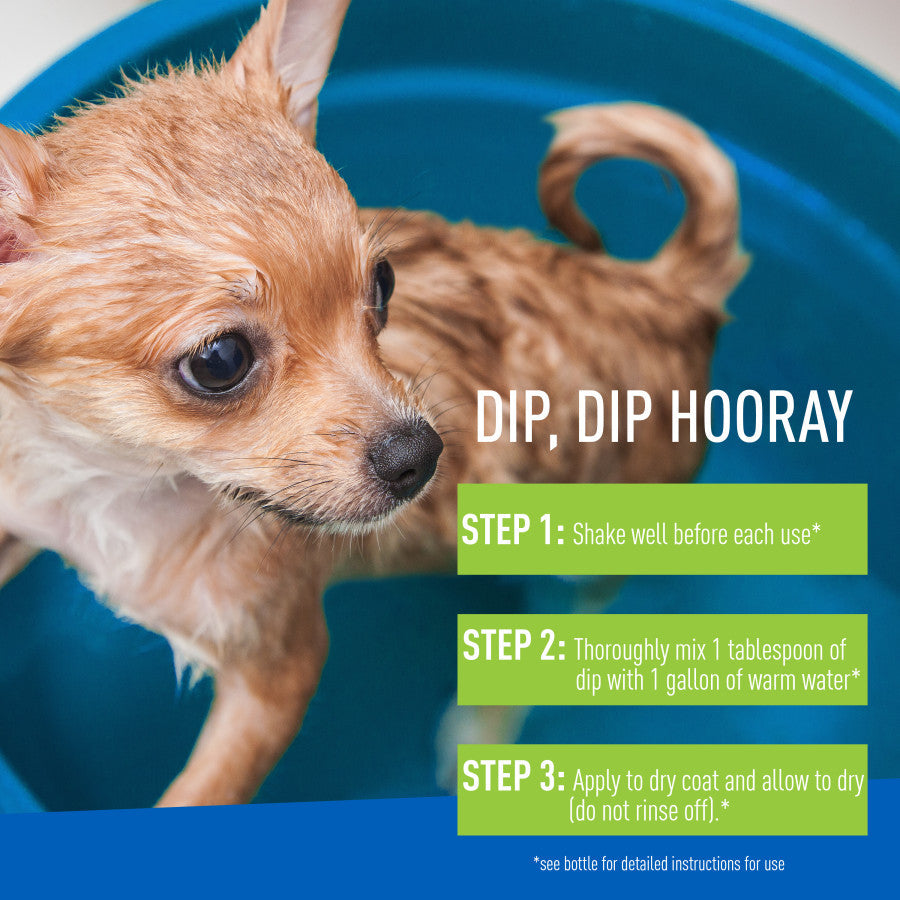 Wet Chihuahua puppy in a blue tub next to dip mixing instructions