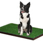 Four Paws WeeWee Dog Grass Patch Tray 1ea/20 in X 30 in - Pets Perfect